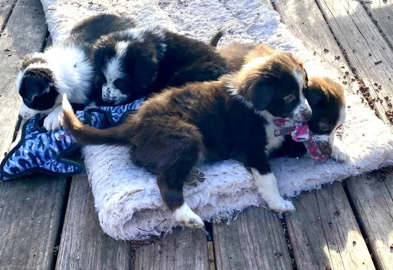 Bridgerton Puppies thumbnail 4