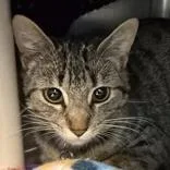 An adult medium-sized female Tabby (Brown / Chocolate) Domestic Short Hair cat named Katniss for adoption in Lansing, MI