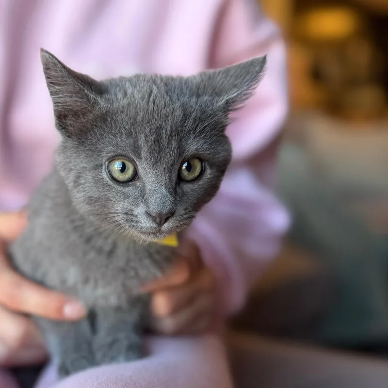 A baby small-sized male Gray / Blue / Silver Domestic Medium Hair cat named Wuzzy for adoption in Falls Church, VA