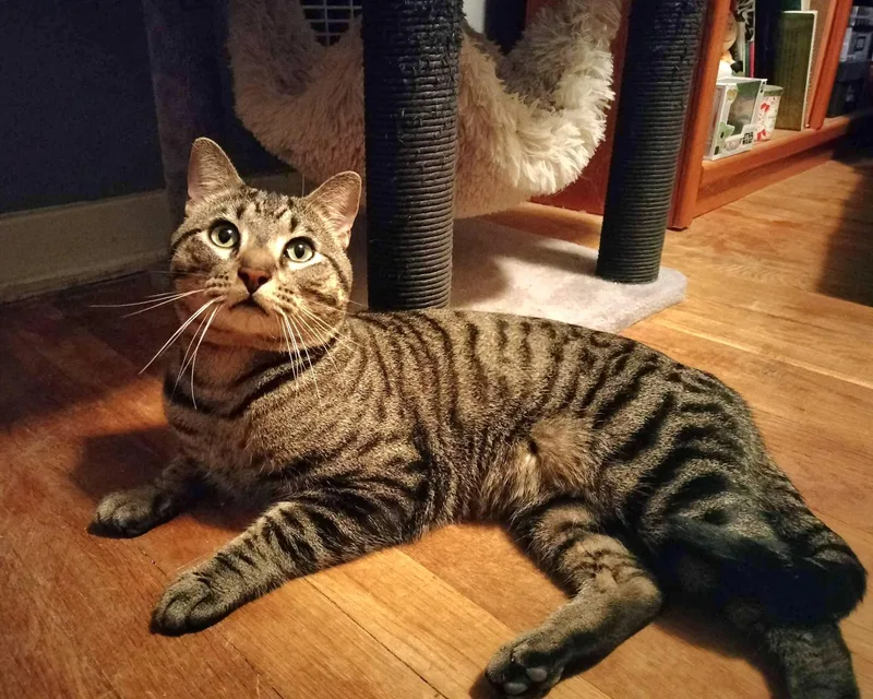 An adult medium-sized male Tabby (Brown / Chocolate) Domestic Short Hair cat named Watson for adoption in Pittsburgh, PA