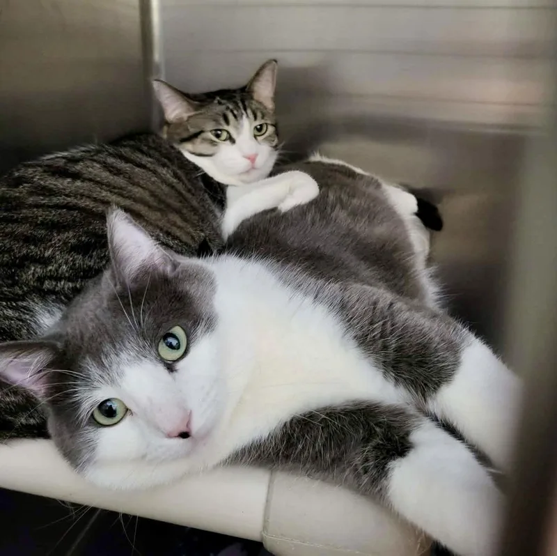 Furby & Emmett thumbnail 3