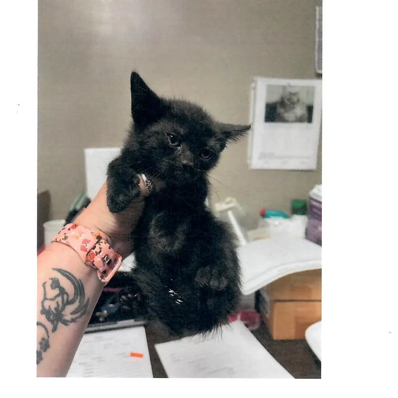 A baby small-sized male Black Domestic Short Hair cat named Miami for adoption in Salem, WV