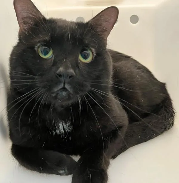 An adult medium-sized male Domestic Short Hair cat named Fenrir for adoption in Staten Island, NY