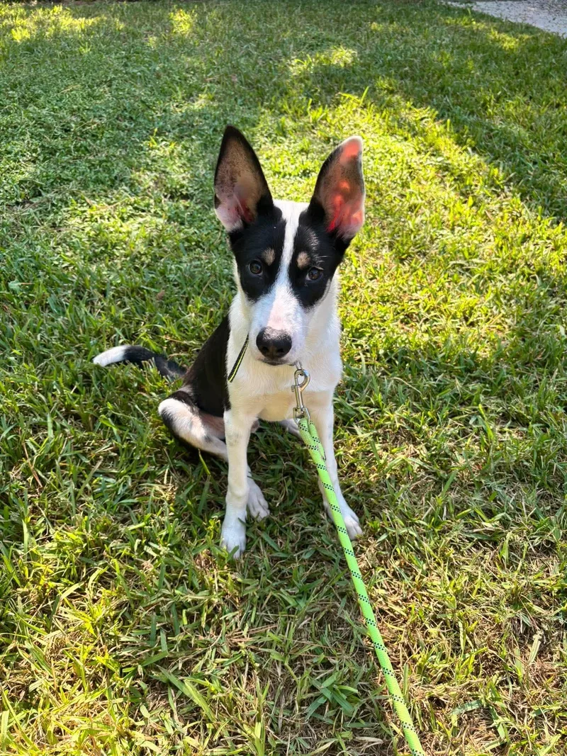A baby medium-sized male Husky dog named Kash for adoption in West Warwick, RI