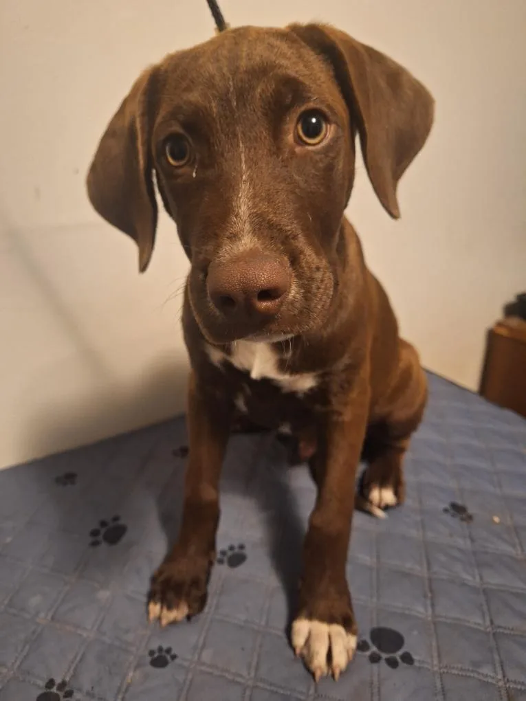 A young medium-sized female Brown / Chocolate German Shorthaired Pointer dog named Ivan for adoption in Melbourne, AR