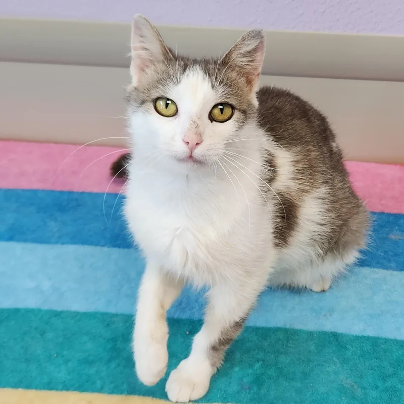 An adult medium-sized female Tabby (Gray / Blue / Silver) Domestic Short Hair cat named Nuggies for adoption in Marshfield, WI