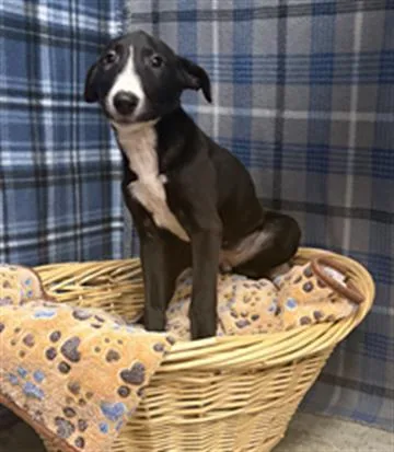 A baby small-sized female Labrador Retriever dog named Luna for adoption in Rosenberg, TX
