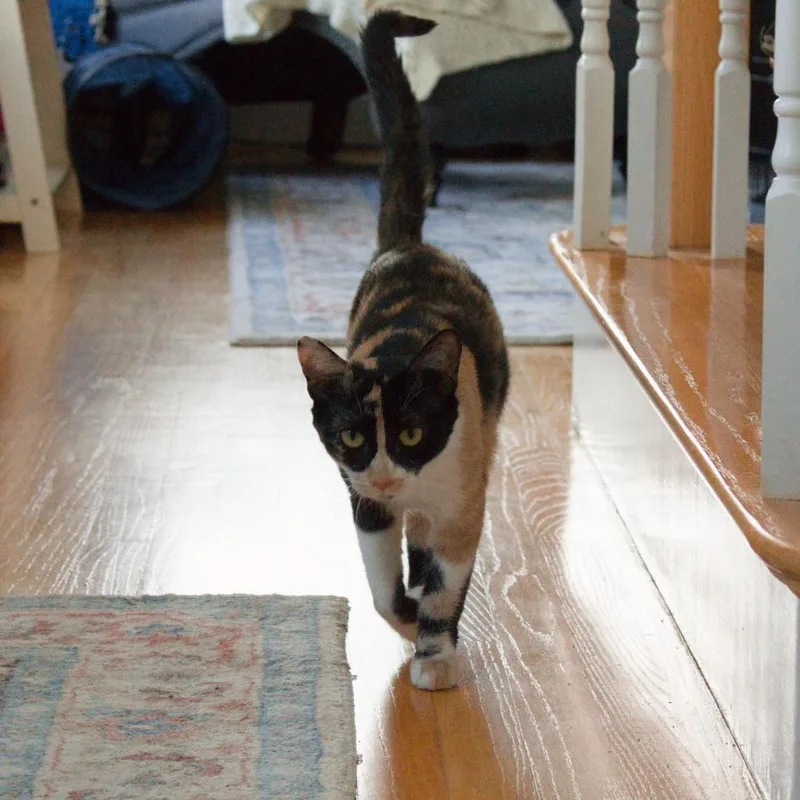 A young medium-sized female Domestic Short Hair cat named Kirara for adoption in Lunenburg, MA