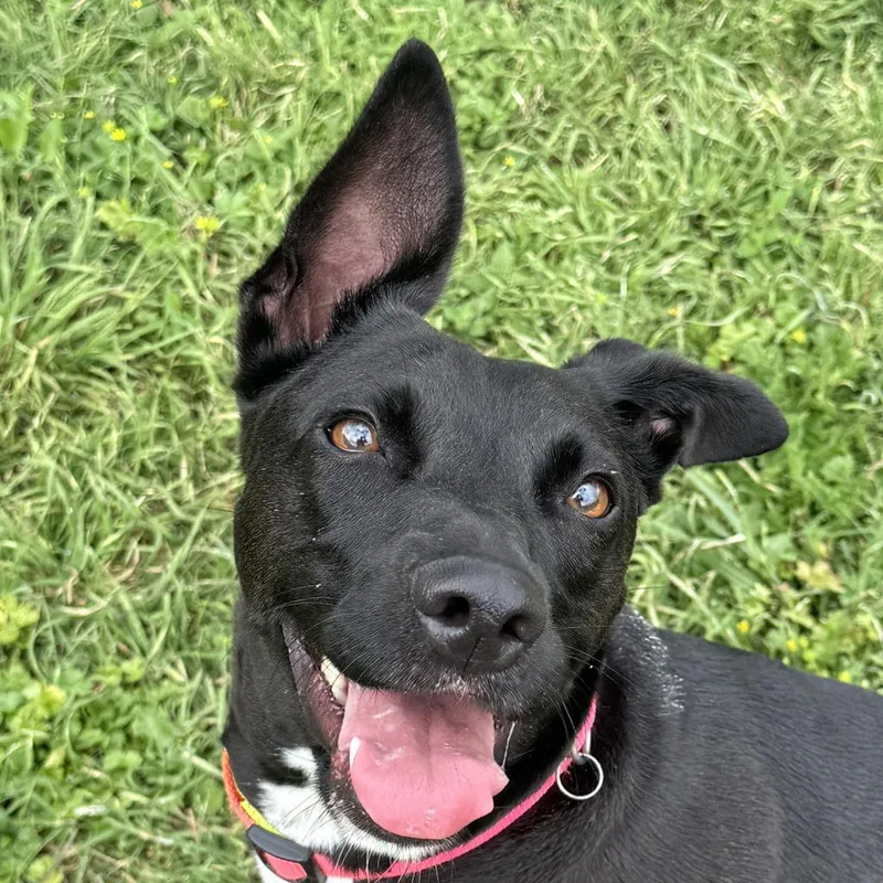 An adult medium-sized female Labrador Retriever dog named Millie for adoption in Brenham, TX