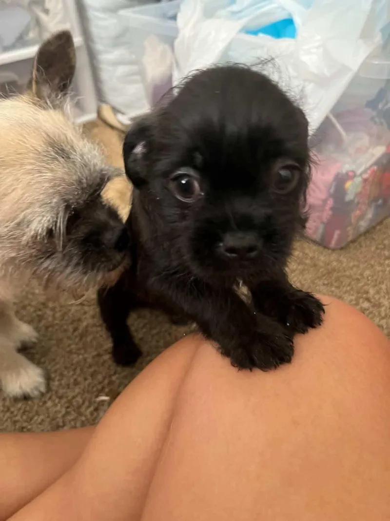 A baby small-sized female Apricot / Beige Pug dog named Relish for adoption in Fresno, CA