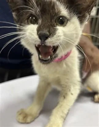 A baby small-sized female Domestic Short Hair cat named Devon for adoption in Upper Marlboro, MD
