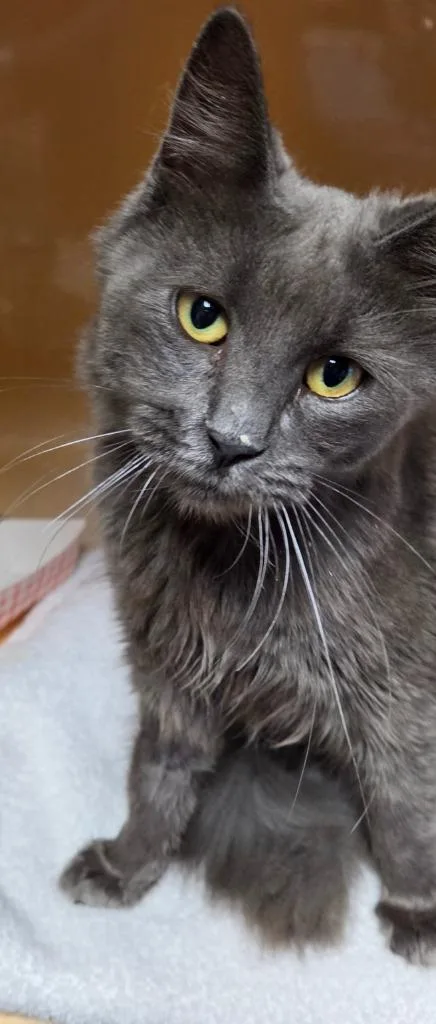 An adult medium-sized female Domestic Long Hair cat named Nibbles for adoption in Windsor, CT