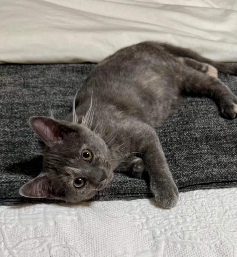 A baby small-sized female Domestic Short Hair cat named Libby for adoption in Columbia, IL