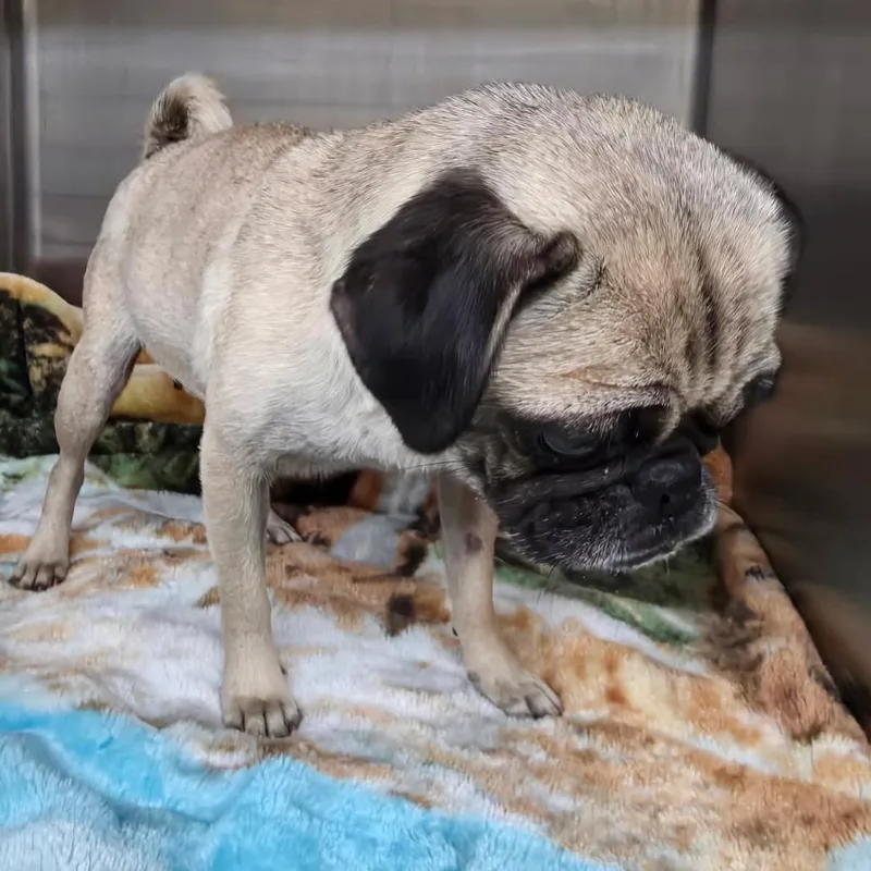 An adult small-sized female Yellow / Tan / Blond / Fawn Pug dog named Fran for adoption in Denison, TX