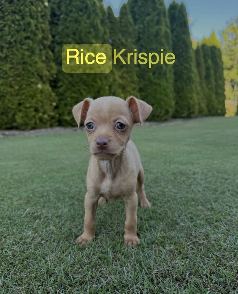 A baby small-sized female Chihuahua dog named Rice Krispie for adoption in Kings Mountain, NC