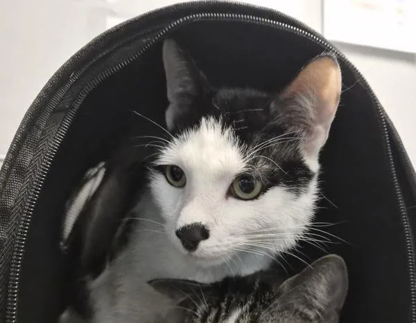 A young small-sized male Domestic Short Hair cat named Fluffy for adoption in New York, NY