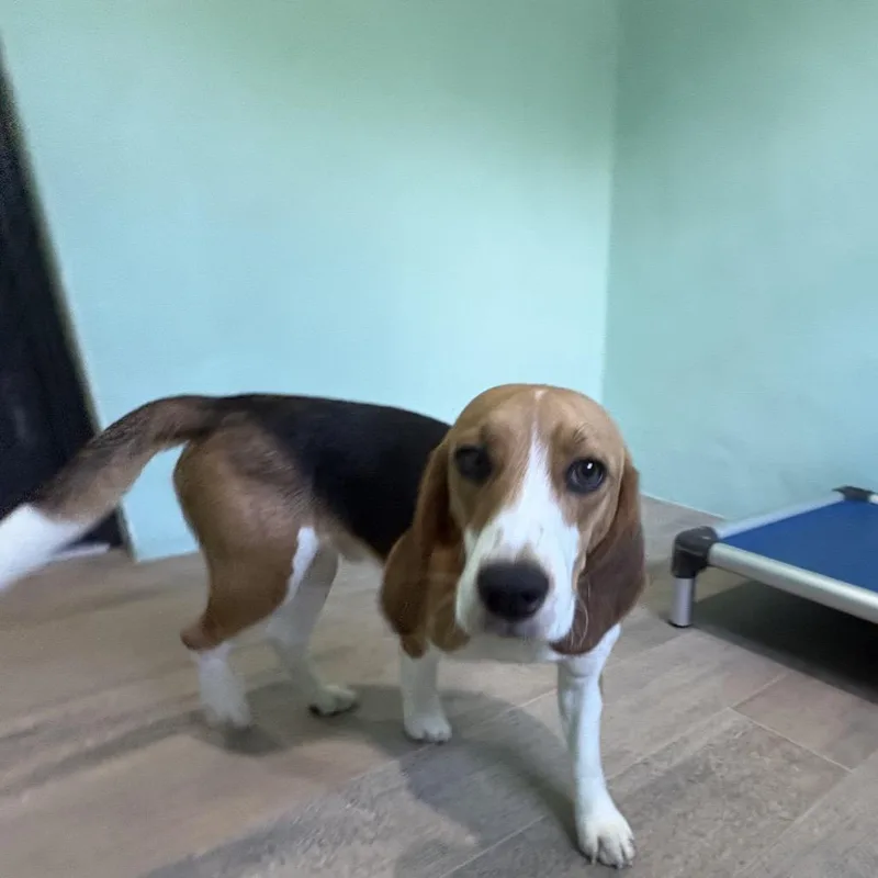 A young medium-sized male White / Cream Beagle dog named aka Buddy for adoption in LOXAHATCHEE, FL