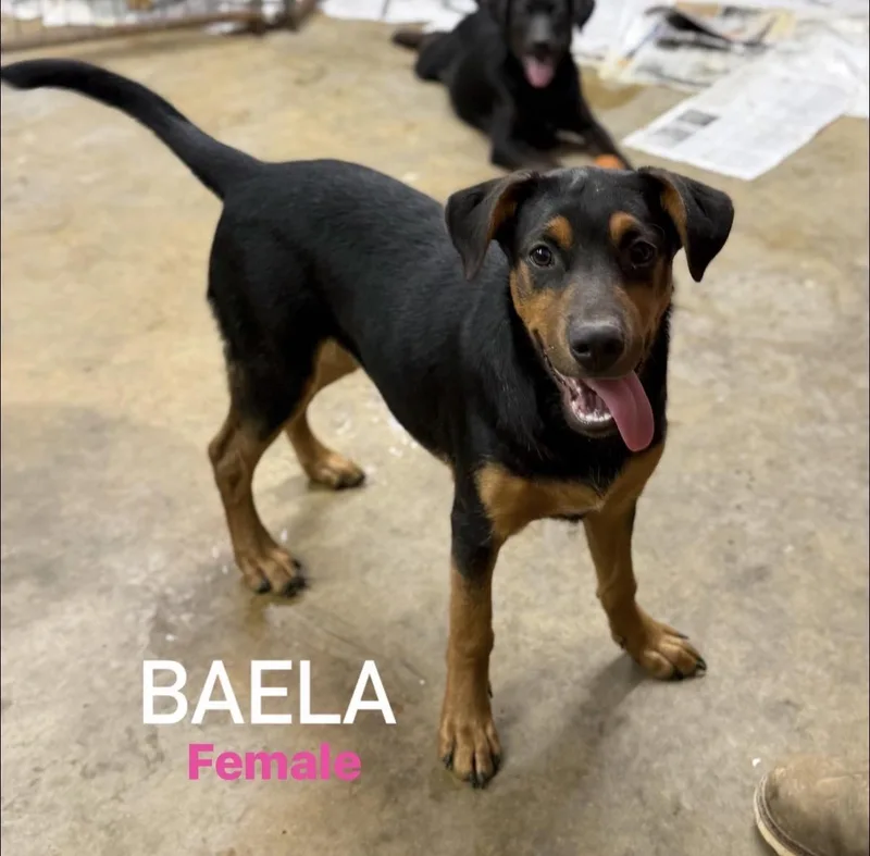 A baby medium-sized female Labrador Retriever dog named Baela for adoption in Pembroke, MA