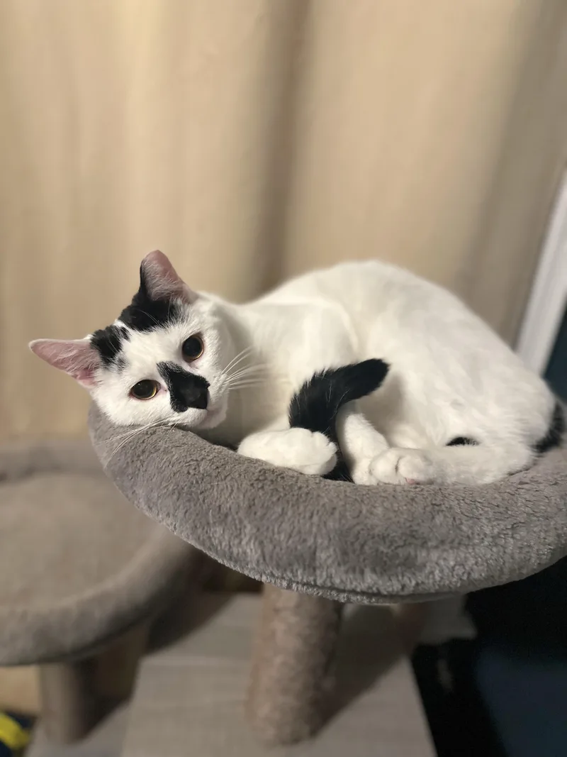 A young medium-sized male Black & White / Tuxedo Domestic Short Hair cat named Bisquit & Wolfrick for adoption in Sterling Heights, MI