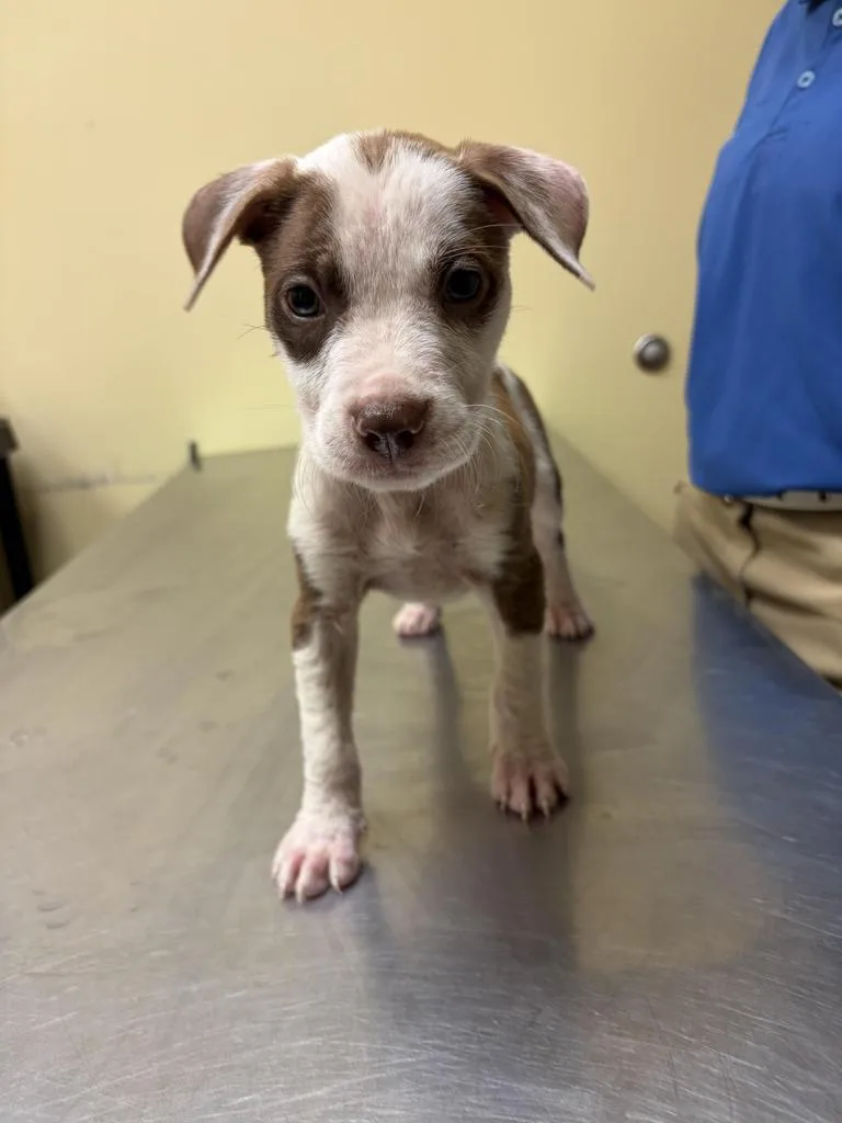 A baby medium-sized female Mixed Breed dog named Maggie for adoption in Florence, SC