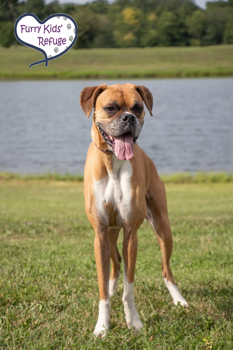 A senior large-sized female Boxer dog named Savannah for adoption in Lee's Summit, MO