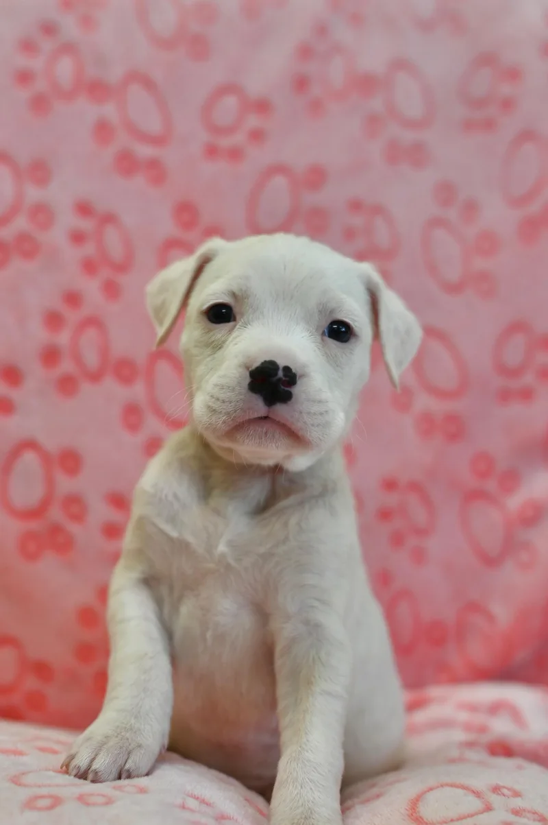 A baby medium-sized female Bulldog dog named Robin for adoption in Miami, FL