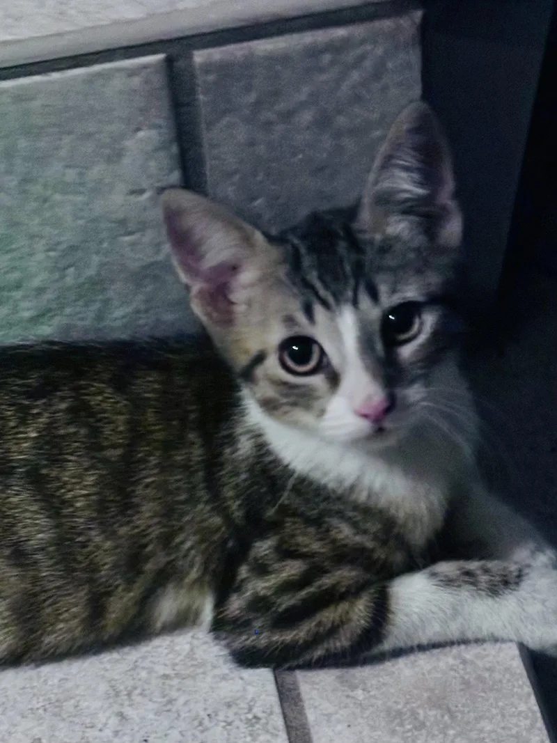 A baby small-sized male Tabby cat named Sam C Jones for adoption in Saunderstown, RI