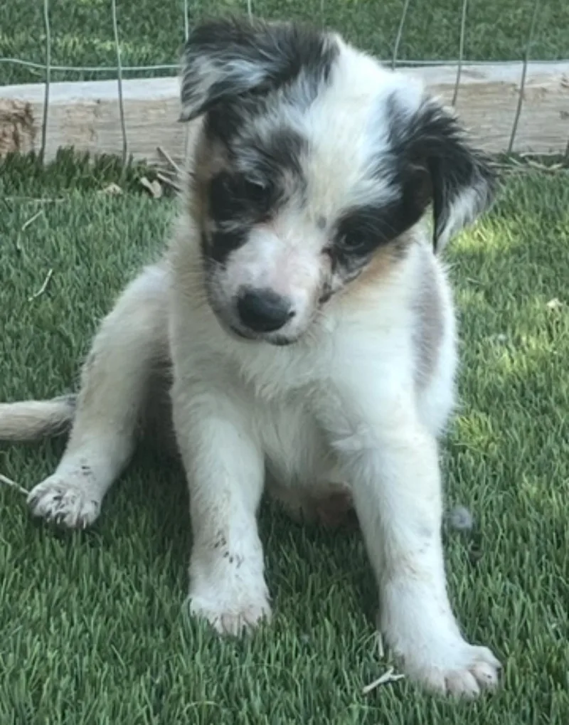 Stella