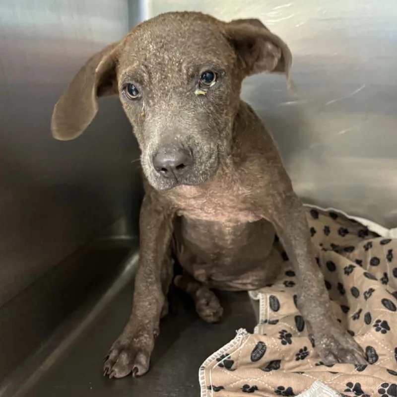 A baby small-sized male Mixed Breed dog named Crumbl for adoption in Lake Jackson, TX