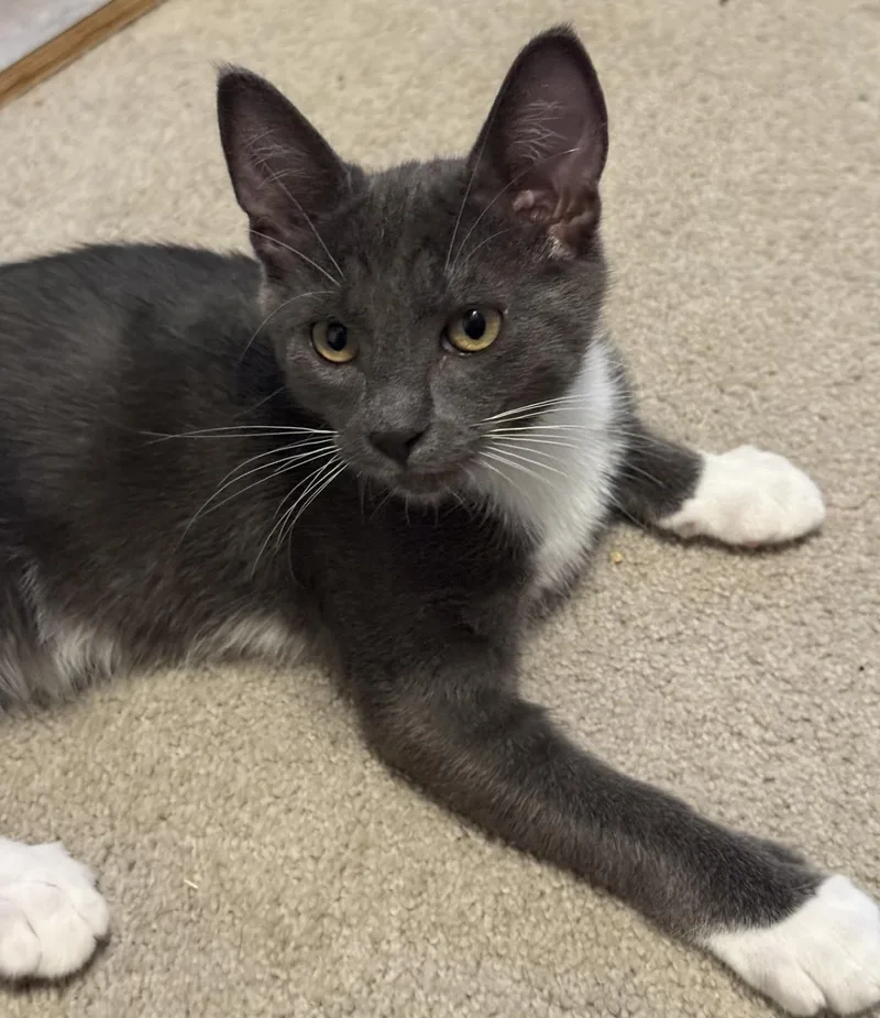 A baby medium-sized male Gray & White Domestic Short Hair cat named Dale for adoption in Silverton, OR
