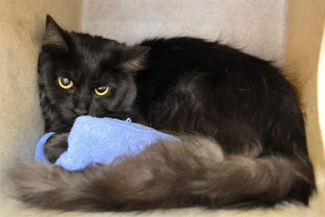A young medium-sized male Domestic Long Hair cat named Jack for adoption in Colorado Springs, CO