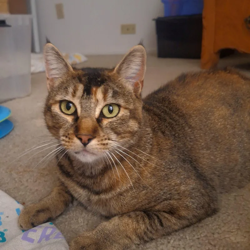 An adult medium-sized female Abyssinian cat named Jolene for adoption in Sacramento, CA
