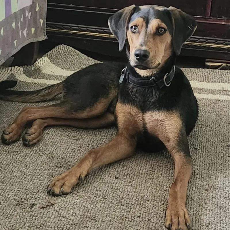 An adult medium-sized male Coonhound dog named Max B for adoption in Anahuac, TX