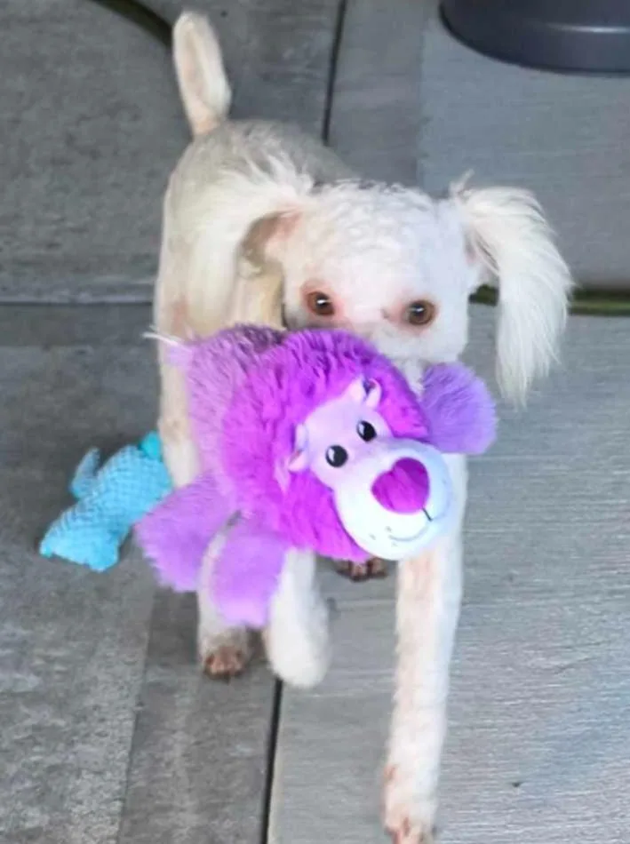 A young small-sized male Poodle dog named Dawson for adoption in Garland, TX
