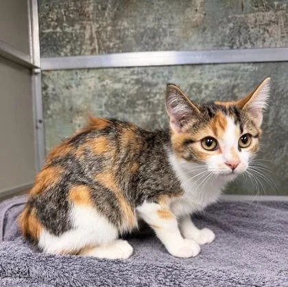 A baby small-sized female Domestic Short Hair cat named Tofu for adoption in Paducah, KY