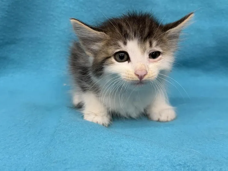 A young small-sized female Tabby (Brown / Chocolate) Domestic Medium Hair cat named Mittens for adoption in Oakdale, CA