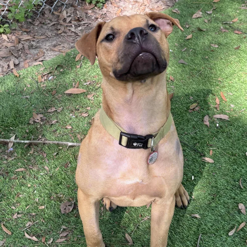 A young medium-sized male Black Mouth Cur dog named Cooper for adoption in PENSACOLA, FL