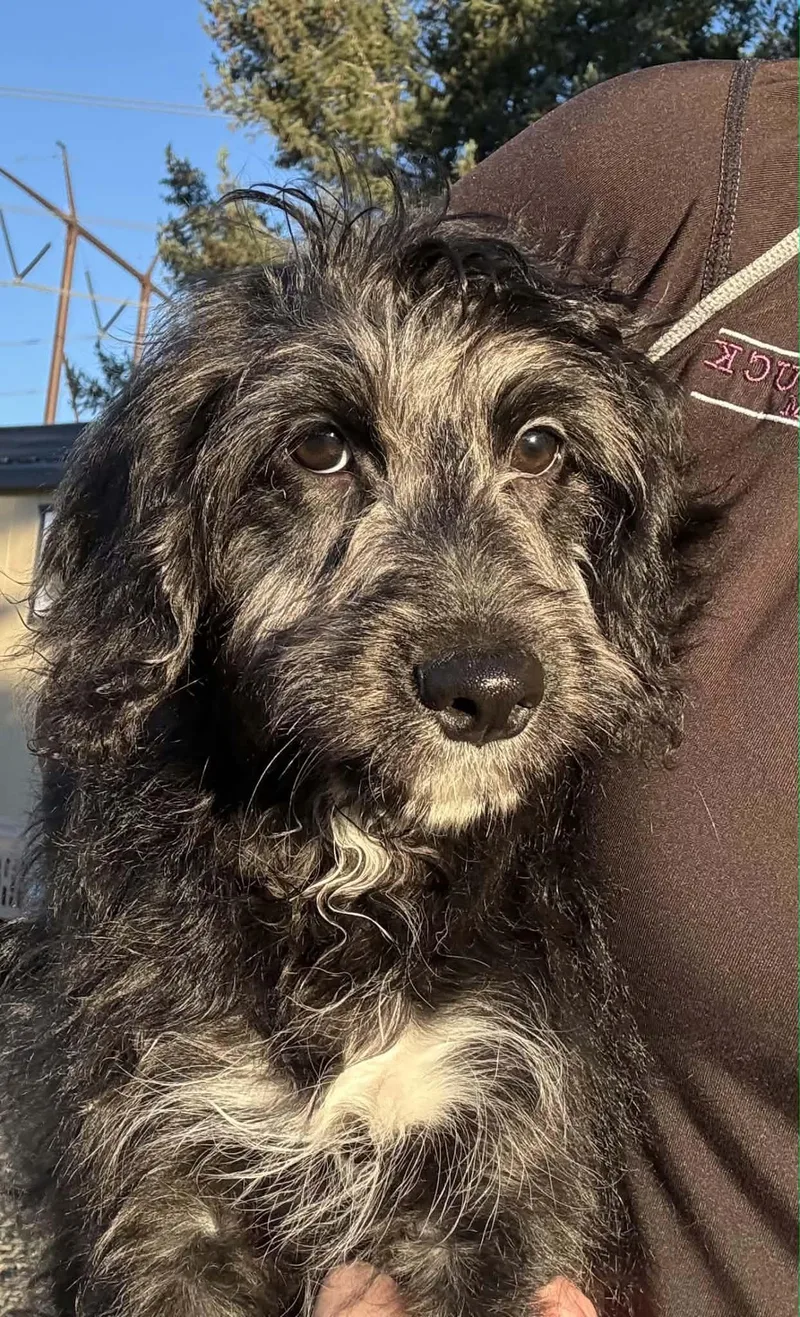 A baby small-sized female Australian Shepherd dog named Frankie for adoption in Havertown, PA