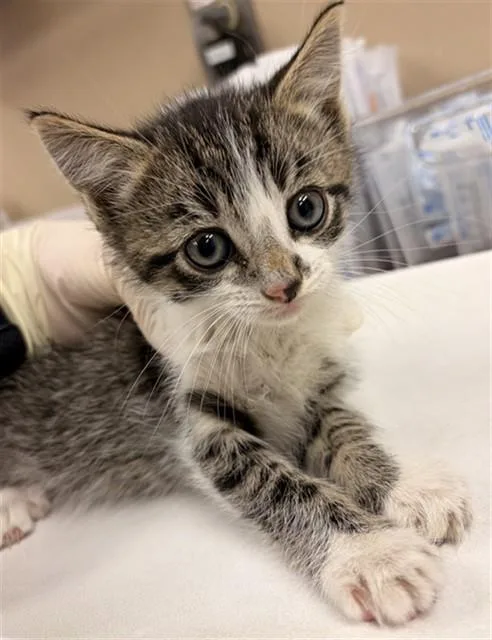 A baby small-sized male Domestic Short Hair cat named No Shave for adoption in Rancho Cucamonga, CA