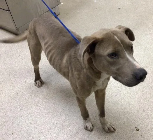 An adult medium-sized male Pit Bull Terrier dog named Oscar for adoption in Riverside, CA