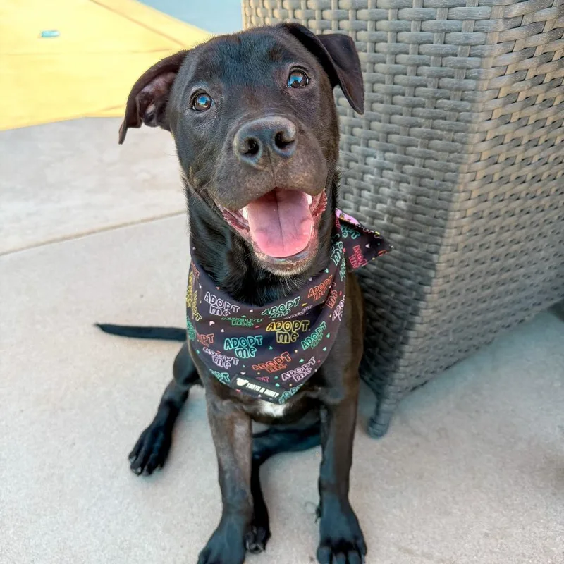 A young medium-sized female Black Pit Bull Terrier dog named Leia for adoption in Riverside, CA