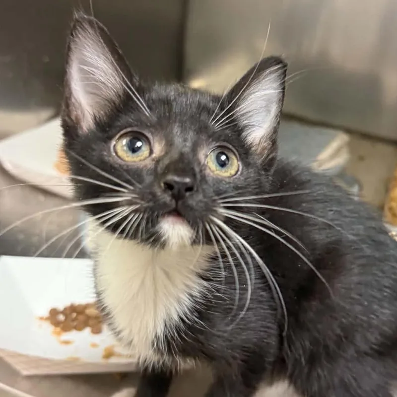 A baby small-sized female Black Domestic Short Hair cat named Domino for adoption in Canton, NC