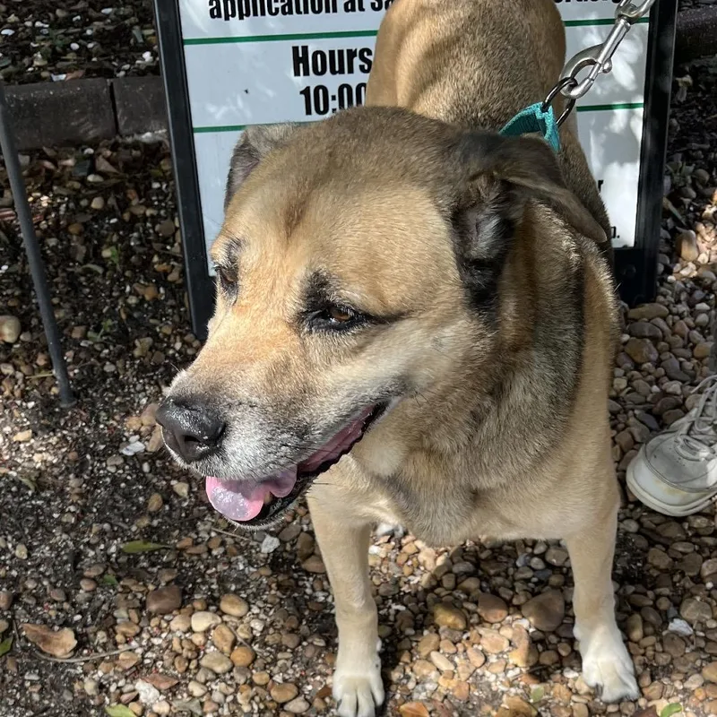 A senior large-sized male Brown / Chocolate Mixed Breed dog named Bearis for adoption in Sarasota, FL