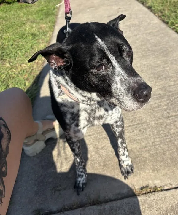 A senior medium-sized female Mixed Breed dog named Ellie for adoption in Austin, TX