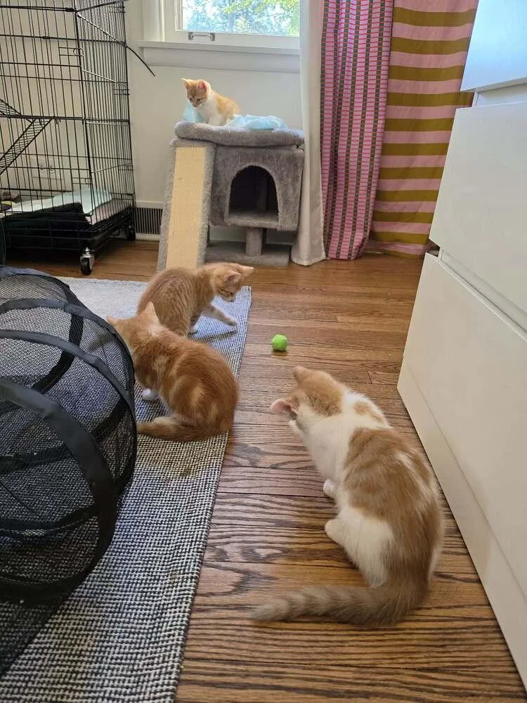 A baby small-sized male Orange & White Domestic Short Hair cat named Finn for adoption in Chicago, IL
