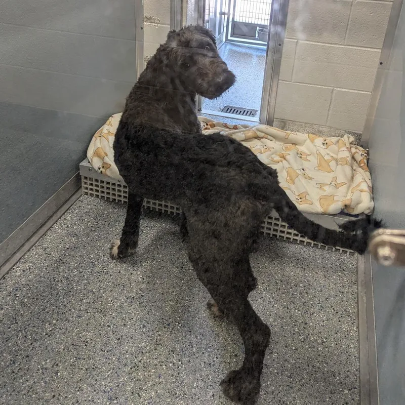 An adult large-sized male Poodle dog named Arlo for adoption in Charlottesville, VA