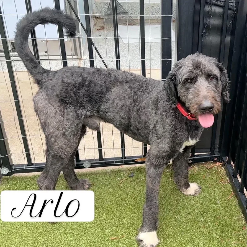 Arlo thumbnail 2