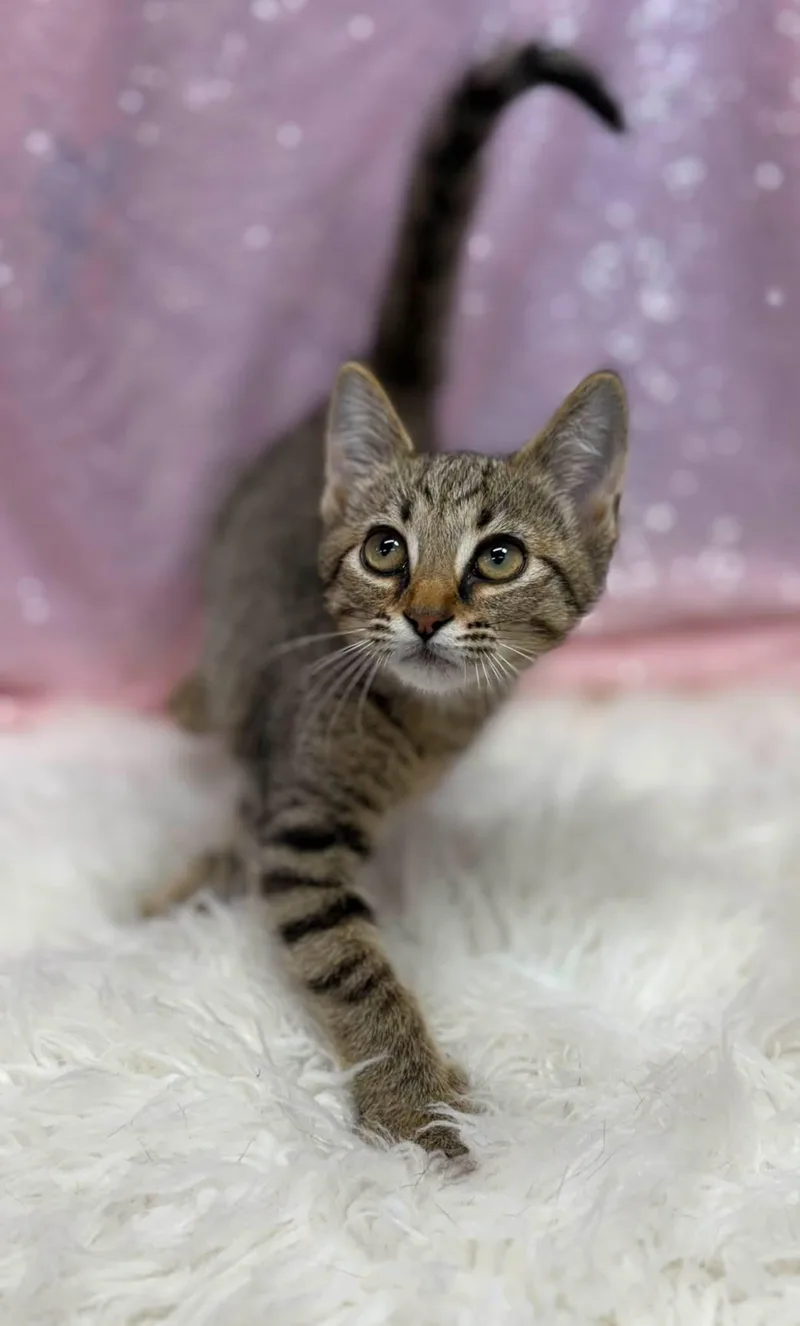 A young medium-sized female Domestic Short Hair cat named Wheat Thin for adoption in Clarkesville, GA