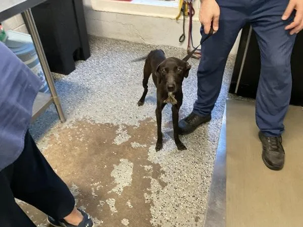 A young small-sized male Hound dog named Rambler for adoption in Mobile, AL