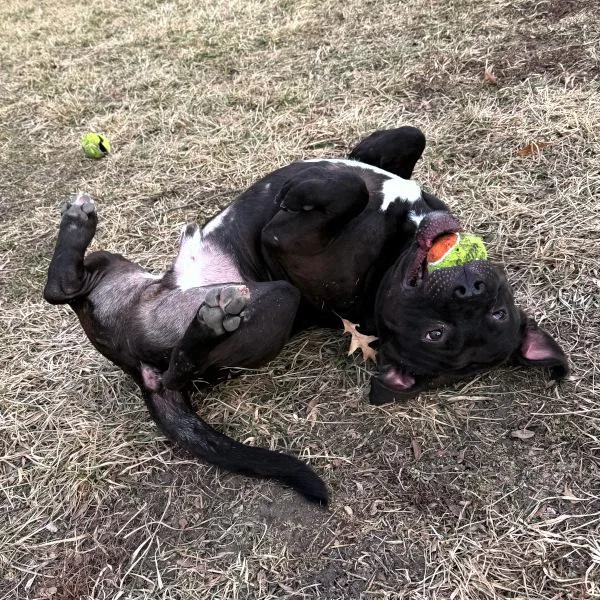 Rigatoni thumbnail 2